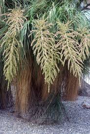 Elefantenfuss Catania Botanischer Garten Ponytail Palm Nolina Recurvata Hembs Catania Garten Succulents