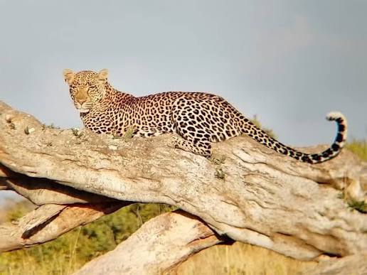 The Arabian leopard's roots run deep. Discover where its story began and  why it belongs in the Arabian Peninsula.