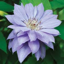 This vine is relatively compact, staying 6 to 8 feet tall and 3. Teshio Clematis Finegardening