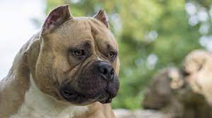 Since this is one … American Bully Ebkc European Bully Kennel Club