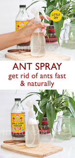 We live in a zone 5a in ontario. Ants Can Be Really Annoying And If You Have A Home Garden Or Plants In Your Home You Are Bound To Attract Ants And Other Ant Spray Rid Of Ants Get