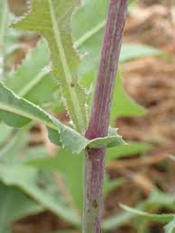 Image result for Launaea