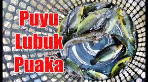 Ikan puyu betina yang bertelur akan kelihatan buncit perutnya. Mancing Ikan Puyu Tarikan Lubuk Puaka Youtube