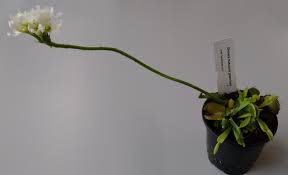 Mar 31, 2019 · how long do the plants themselves actually live for, or perhaps you want to know how long the flowers last once your petunias bloom? Venus Flytrap Wikiwand
