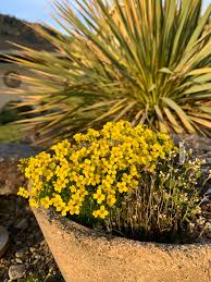 Image result for Indigofera soutpansbergensis