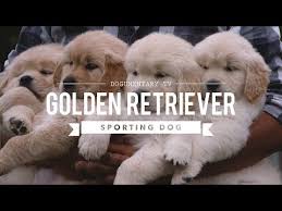 Download golden retriever, looking away, cute puppy wallpaper from below hd widescreen 4k 5k 8k ultra hd resolutions for your device such as desktop, laptop, mobile, tablet and ipad. Purebred Golden Retrievers For Sale Golden Meadows