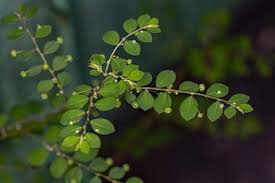 Image result for Phyllanthus mendesii