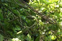 Image result for Mondia ecornuta