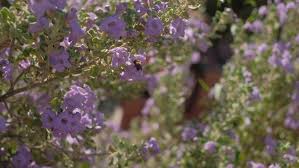 Prickly pears, also known as cactus pears or cactus fruit, are well worth adding to your diet whenever you can find them. Boyce Thompson Arboretum Makes Room For Desert Plant Collection