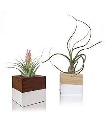 Tillandsien Pflanzen Im Set Mit 2 Handgemacht Holzwurfel Blumentopf Quadrat Tillandsia Pflanze Deko Ubertopf Quadrat Auf E Luftpflanzen Pflanzen Zen Garten