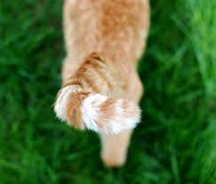 What can be done for stud tail in dogs? What S Causing My Cat S Oily Tail