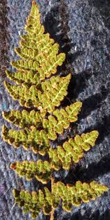 Image result for Cheilanthes similis