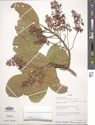 Image result for Sterculia subviolacea
