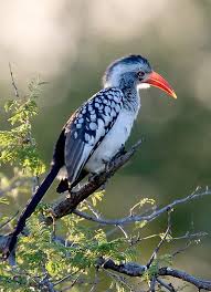 Pin On For The Birds