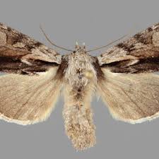 Image result for Hyppa rectilinea