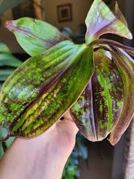 Image result for Palisota schweinfurthii