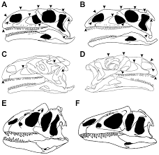 Looking for the definition of smns? A Skull Reconstruction Of Smns 13200 After Galton 31 B Skull Download Scientific Diagram