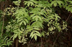 Image result for Harrisonia