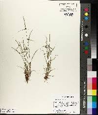 Image result for Kyllinga stenophylla