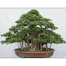 Free shipping cash on delivery best offers. Buy Seeds Beautiful Banyan Bonsai Tree Indian Strangler Fig Fresh Online Get 71 Off