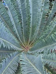 Image result for Encephalartos munchii