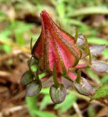 Image result for Hibiscus surattensis