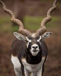 Wildlife Animals Nature On Instagram Photo By Patrickvb75 Black Buck Or Indian Antelope Wild Nature Antelope Animal African Antelope Nature Animals