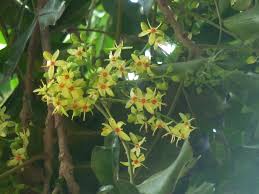 Image result for Ptaeroxylon obliquum