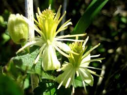 California lilacs, ceanothus, with pictures and descriptions of wild and garden forms. Chaparral Clematis Clematis Lasiantha