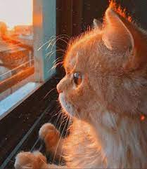 To Live Is The Rarest Thing In The World Comfort Pics In 2021 Cats Coyote Animal Cat Behavior