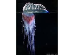 Image result for Physotrichia