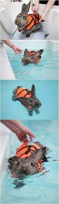 Everyone Halt Its A Swimming Bunny A Bunny That Swims Oh My Gosh Oh My Gosh Oh My Gosh Cute Animals Animals Animals Beautiful