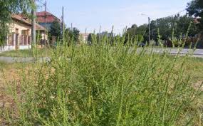 We did not find results for: Stiri Anchete Si Reportaje TimiÈ™oara Renasterea BÄƒnÄƒÅ£eanÄƒ