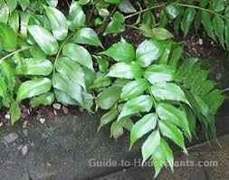 Please call the store location you wish to visit to confirm availability and the… Japanese Holly Fern Care Tips Grow Cyrtomium Falcatum Indoors