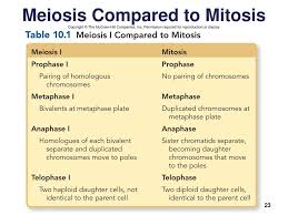 Difference between meiosis in plant and animal cells. Meiosis And Sexual Reproduction Ppt Download