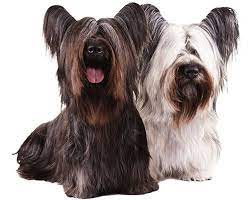 Pin On Dogs