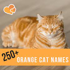 If you are looking for a name specifically starting with an alphabet, then have a look at the list of names below. 250 Best Ginger Cat Names Pethelpful