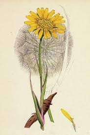 Tragopogon Pratensis Var Grandiflorus Yellow Goats Beard By English School Beard Drawing Historical Illustration Plant Drawing