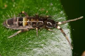 It is present in most species of springtails, and in them it is attached ventrally to the fourth abdominal segment. Gegurtelter Springschwanz Wikipedia