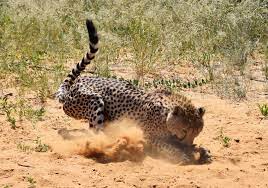 Yet there are so many species to. When African Animals Attack Jenman African Safaris