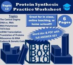 The process of going from mrna to building a protein. Practicing Dna Transcription And Translation Answer Key Transcription And Translation Practice Worksheet Answer Key