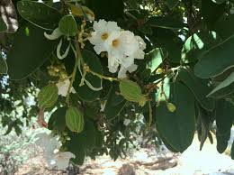 Image result for Cordia pilosissima