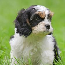 Originating in the united states in 1996, the cavachon mckinney, texas. 1 Cavapoo Puppies For Sale By Uptown Puppies