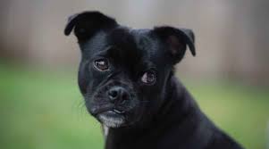 Corgi Pug Mix Porgi Kopek Cinsi Bilgileri Yavru Kopekler Ve Daha Fazlasi