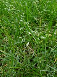 Image result for Poa leptoclada
