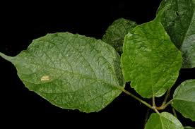 Image result for Clerodendrum capitatum