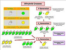 Independent assortment, incomplete dominance, codominance, and multiple alleles. Dihybrid Cross Wikipedia