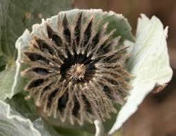 Image result for Aspilia pluriseta