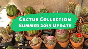 One of my favorite columnar cacti i own is cereus hankianus (central blue cactus these are some examples in various botanical gardens of cacti that need professional help to move. How To Cut And Root A Columnar Cactus Youtube