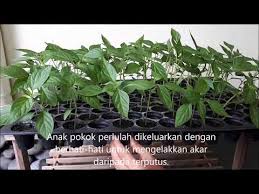 Check spelling or type a new query. Panduan Tanam Cili Di Dalam Pasu Atau Polibag Blog Cilibangi